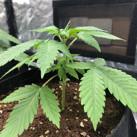 Mac&Rena Sorbet (Sour banana sherbet X Mac 51) growlog timeline photo
