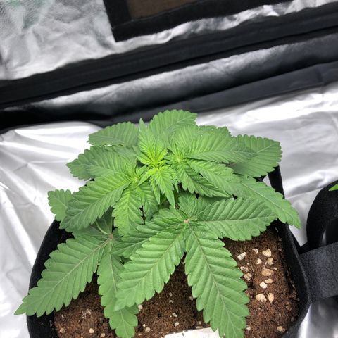 OG Kush growlog photo: Dia despues 1a riega Roots, un poco tristona😮‍💨🤷🏻‍♀️🌸🎀🙏🏼