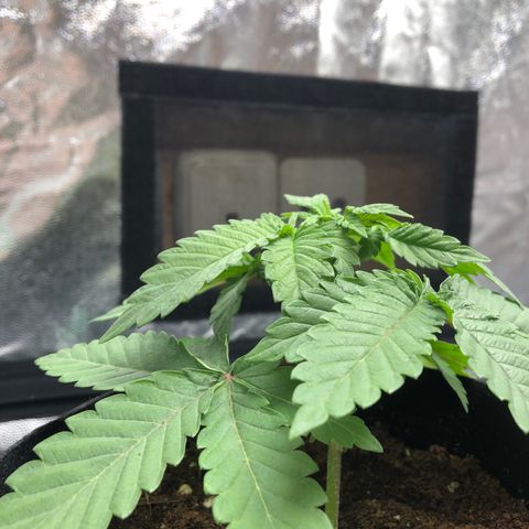 OG Kush growlog photo: Dia despues 1a riega Roots, un poco tristona😮‍💨🤷🏻‍♀️🌸🎀🙏🏼