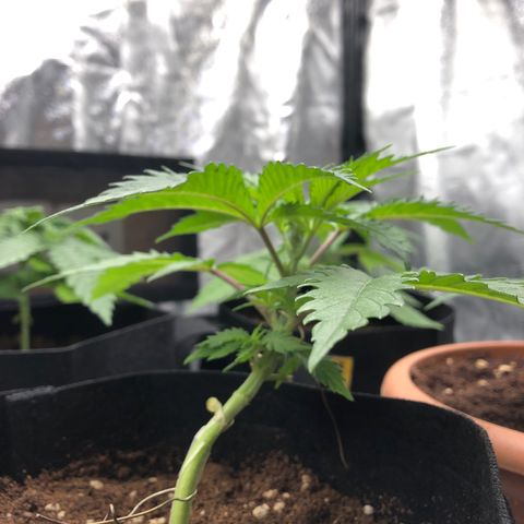 Critical x Somango  growlog photo: 1er dia despues de riega con Roots, color bonito, creciendo, sana.