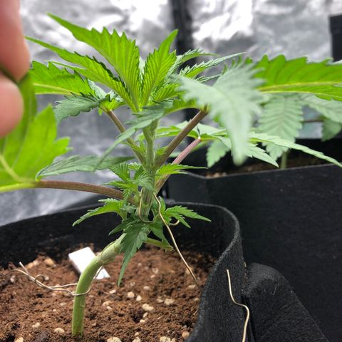 Critical x Somango  growlog photo: 1er dia despues de riega con Roots, color bonito, creciendo, sana.