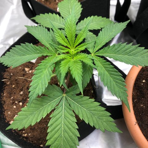 Critical x Somango  growlog photo: 1er dia despues de riega con Roots, color bonito, creciendo, sana.