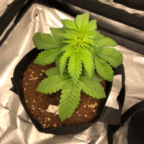 OG Kush growlog photo: Estaba muy seca y caída, el domingo se regó con Root i Crecimiento (1/2mm X 2L d la regadora) 