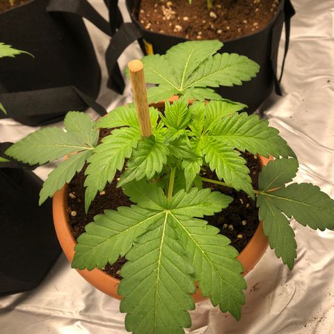 Super Boof growlog photo: Bastante torcida al abrir el armario sin 2 dias de regar, dos dias despues (22) esta fuerte y arriba