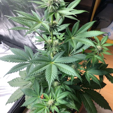 Super Boof growlog photo: Riego solo agua +PK 52-34 (0.8/2L agua)🌸💪🏼