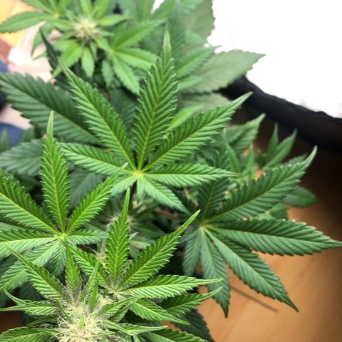 Super Boof growlog photo: 🌸🌸🌸
