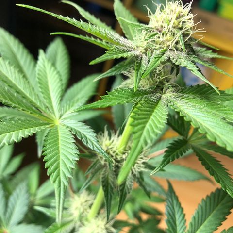 Super Boof growlog photo: 🌸🌸🌸