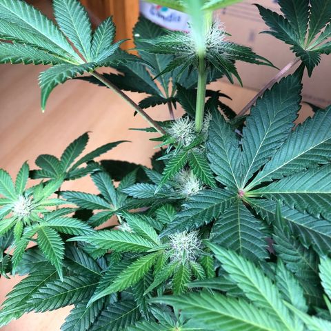 Super Boof growlog photo: 🌸🌸🌸