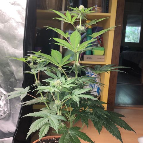 Super Boof growlog photo: 🌸🌸🌸
