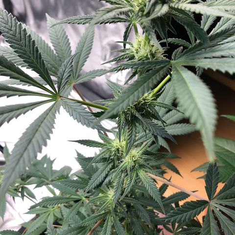 Mac&Rena Sorbet (Sour banana sherbet X Mac 51) growlog timeline photo