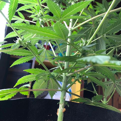 Mac&Rena Sorbet (Sour banana sherbet X Mac 51) growlog timeline photo