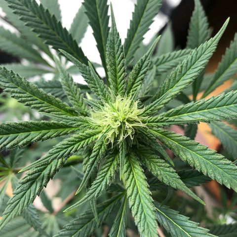 Mac&Rena Sorbet (Sour banana sherbet X Mac 51) growlog timeline photo