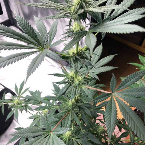 Mac&Rena Sorbet (Sour banana sherbet X Mac 51) growlog timeline photo