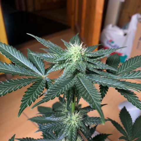 OG Kush growlog timeline photo