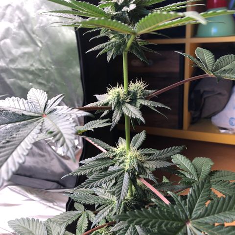 OG Kush growlog timeline photo