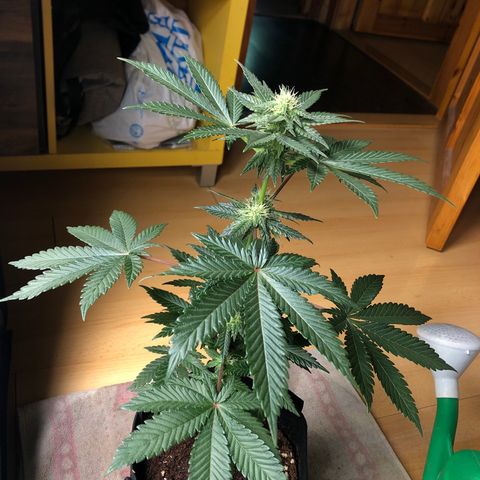 OG Kush growlog timeline photo
