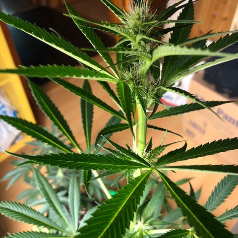 Critical x Somango  growlog timeline photo