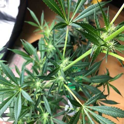 Critical x Somango  growlog timeline photo
