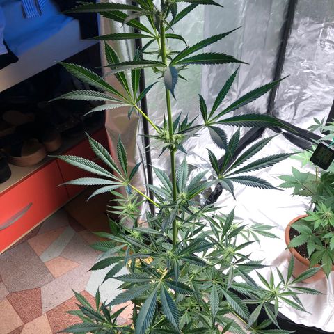 Critical x Somango  growlog timeline photo