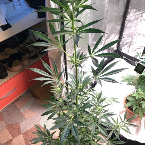 Critical x Somango  growlog timeline photo