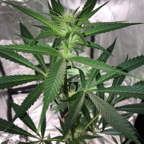 Critical x Somango  growlog timeline photo