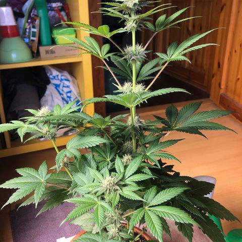 Super Boof growlog photo: Riego 5ml bloom (2L) agua