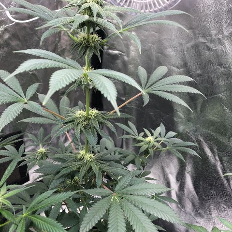 Mac&Rena Sorbet (Sour banana sherbet X Mac 51) growlog timeline photo