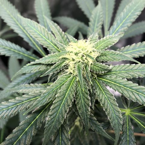 Mac&Rena Sorbet (Sour banana sherbet X Mac 51) growlog timeline photo