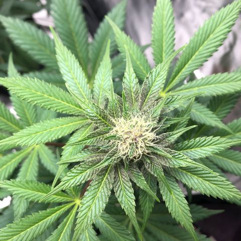 Super Boof growlog timeline photo