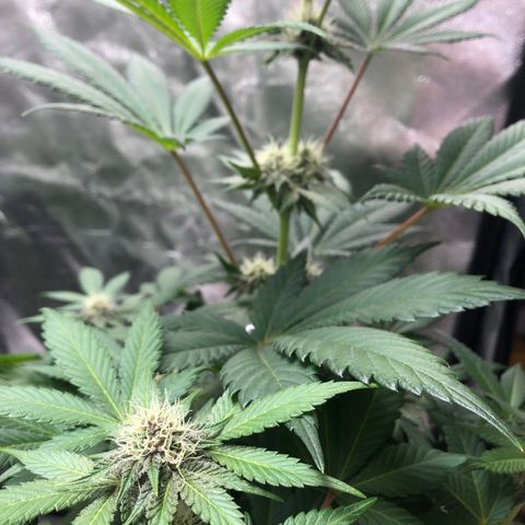 Super Boof growlog timeline photo