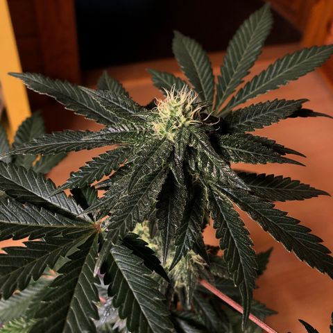 OG Kush growlog timeline photo
