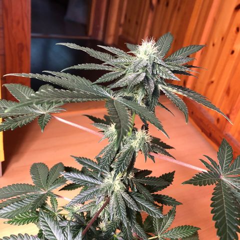OG Kush growlog timeline photo