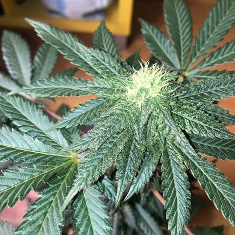 OG Kush growlog timeline photo