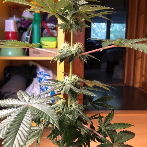 OG Kush growlog timeline photo
