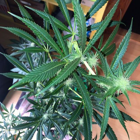 Critical x Somango  growlog timeline photo