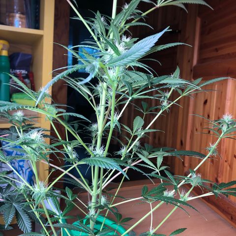 Critical x Somango  growlog timeline photo