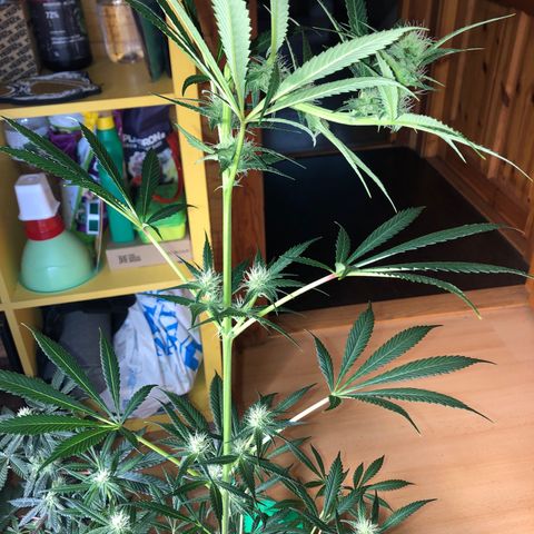 Critical x Somango  growlog timeline photo