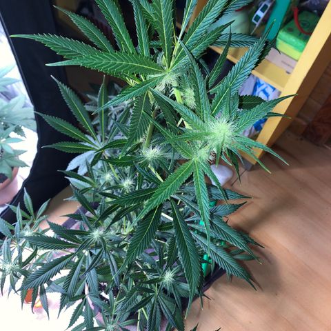 Critical x Somango  growlog timeline photo