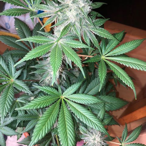 Super Boof growlog photo: Regado solo agua