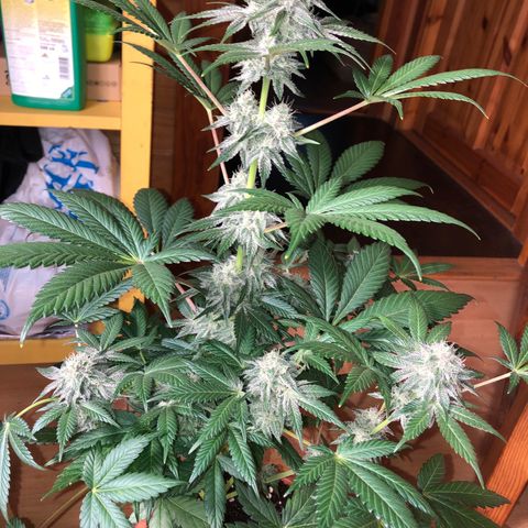 Super Boof growlog timeline photo