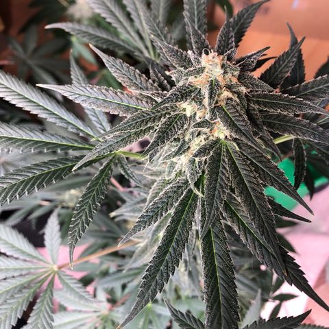 Mac&Rena Sorbet (Sour banana sherbet X Mac 51) growlog timeline photo
