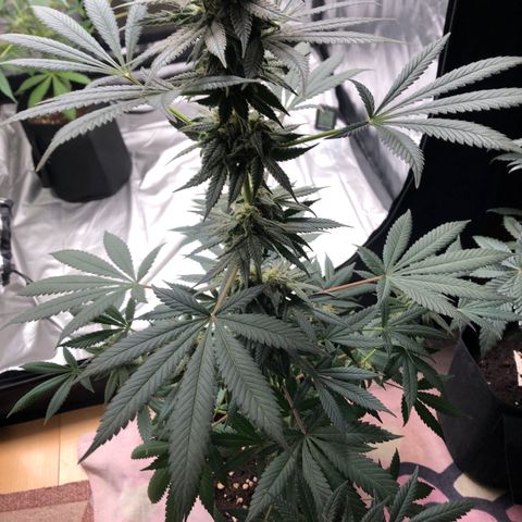 Mac&Rena Sorbet (Sour banana sherbet X Mac 51) growlog timeline photo
