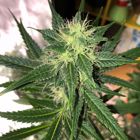Critical x Somango  growlog timeline photo