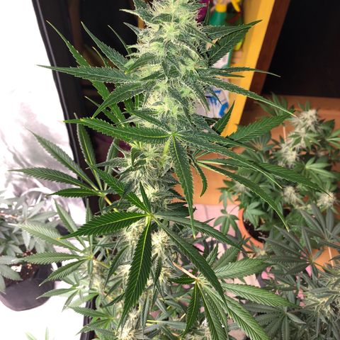 Critical x Somango  growlog timeline photo