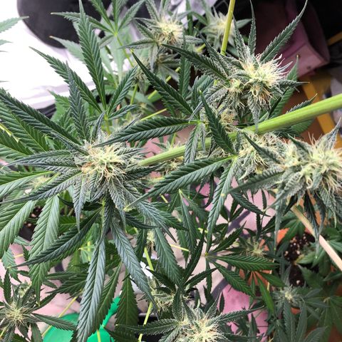Critical x Somango  growlog timeline photo