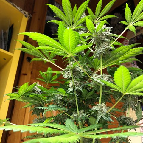 Super Boof growlog photo: Hoy regado solo PH