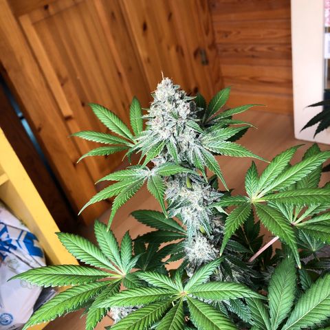 Super Boof growlog photo: Hoy regado solo PH