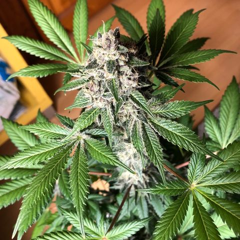 Super Boof growlog photo: Hoy regado solo PH