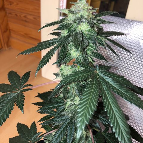 OG Kush growlog photo: Regado solo agua Ph