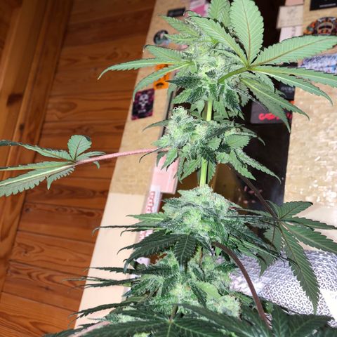 OG Kush growlog photo: Regado solo agua Ph